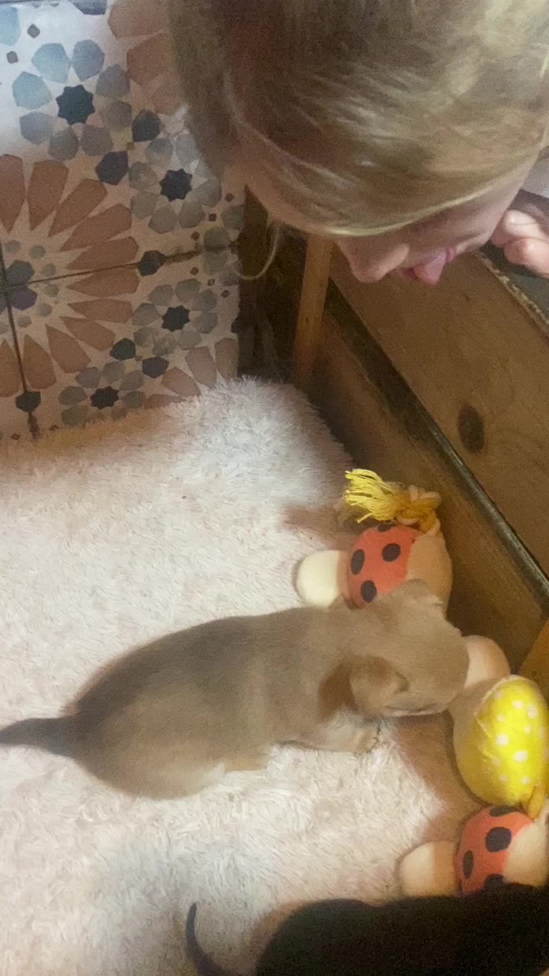 Chorkie dogs for sale: Chorkies Chihuahua/ Yorkshire terrier cross   - Video 1