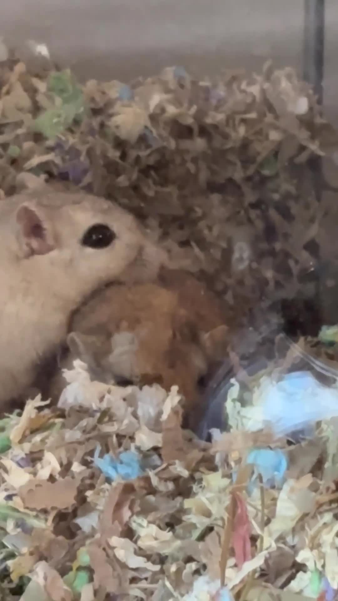Gerbil rodents for sale: 2 male Mongolian gerbils with full ethical set up  in Shaftesbury - Video 1