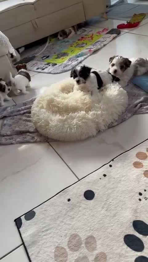 Biewer Terrier dogs for sale: Biewer Yorkie Boys | Pedigree | Licensed - Video 1