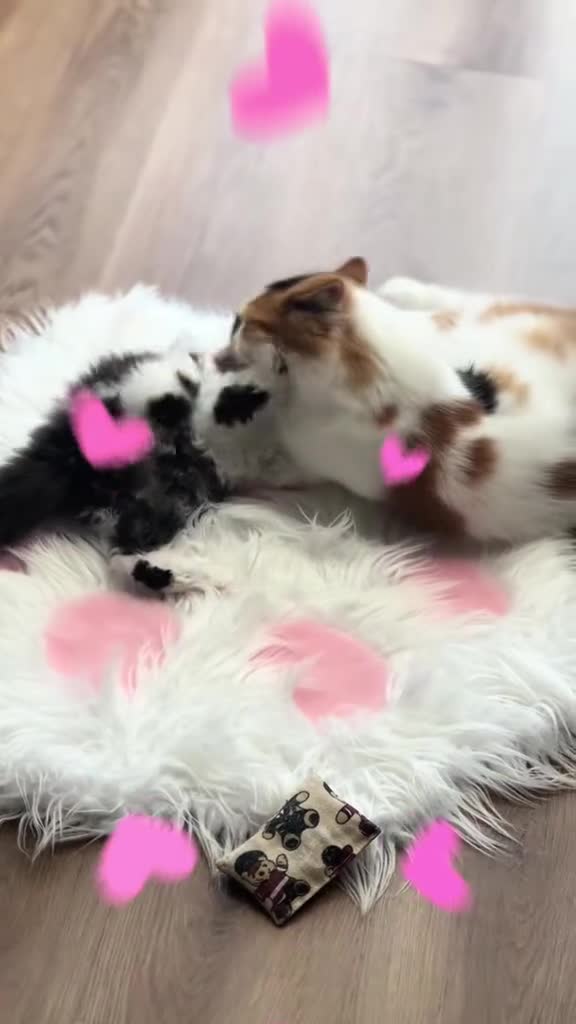 British Shorthair cats for sale: Pedigree Champion line BLH/BSH kittens 🩵🩷💙 - Video 1