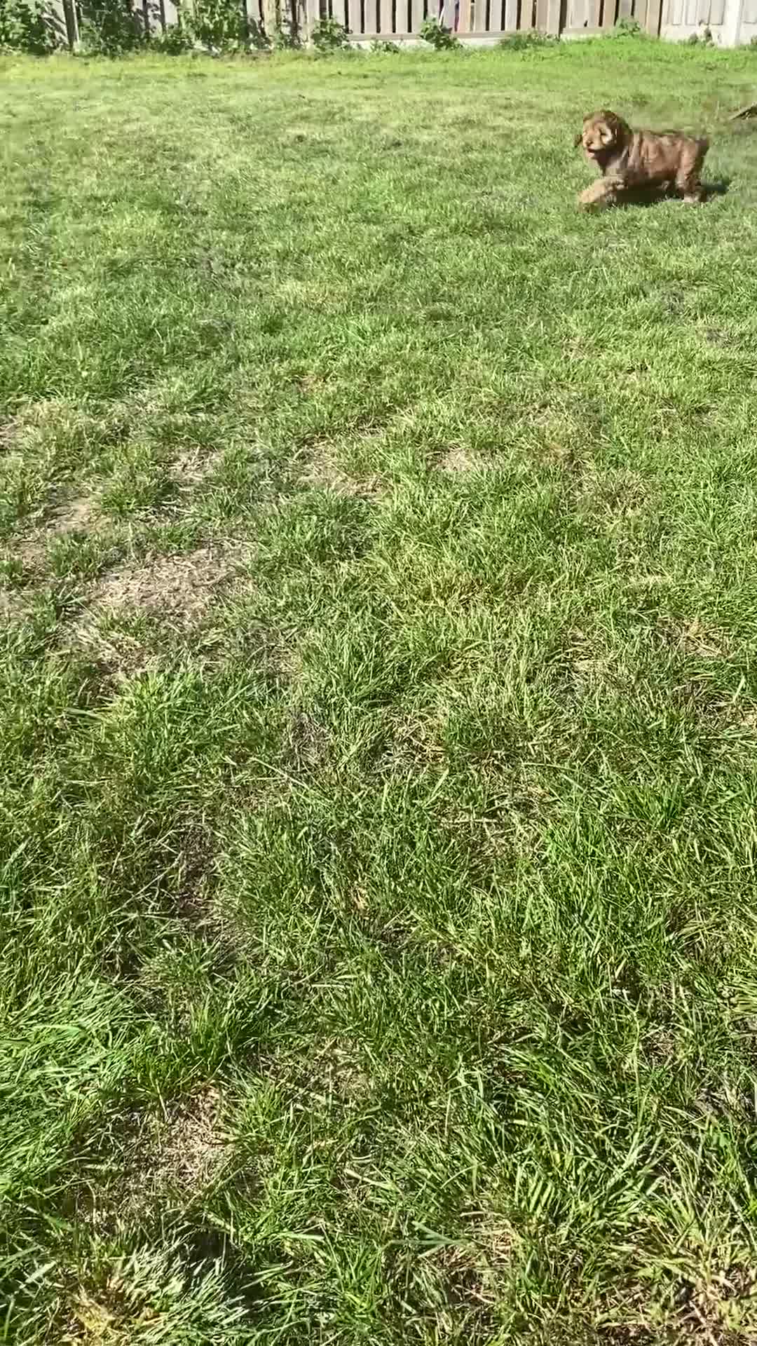 Cockapoo dogs for sale: Yankee Doodle cocker poo  - Video 3