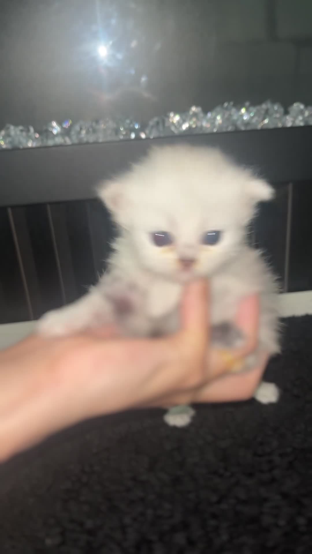 Persian cats for sale: Gorgeous Chinchilla Persian cat in Birmingham - Video 3