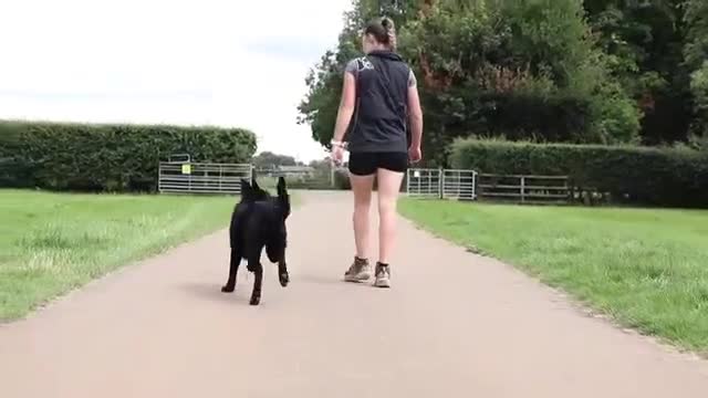 German Shepherd dogs for sale: Nix female  - Video 1
