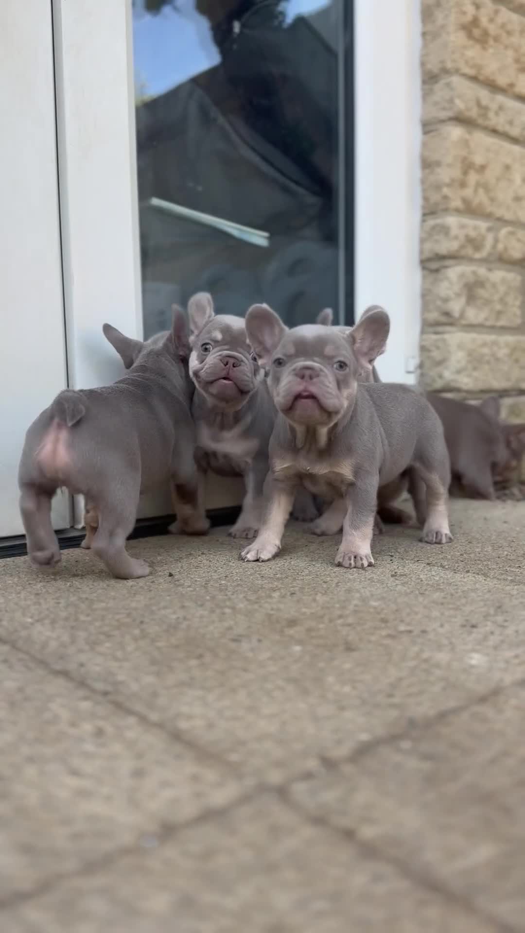 French Bulldog dogs for sale: Health Clear KC Registered French Bulldog Puppies - Video 2