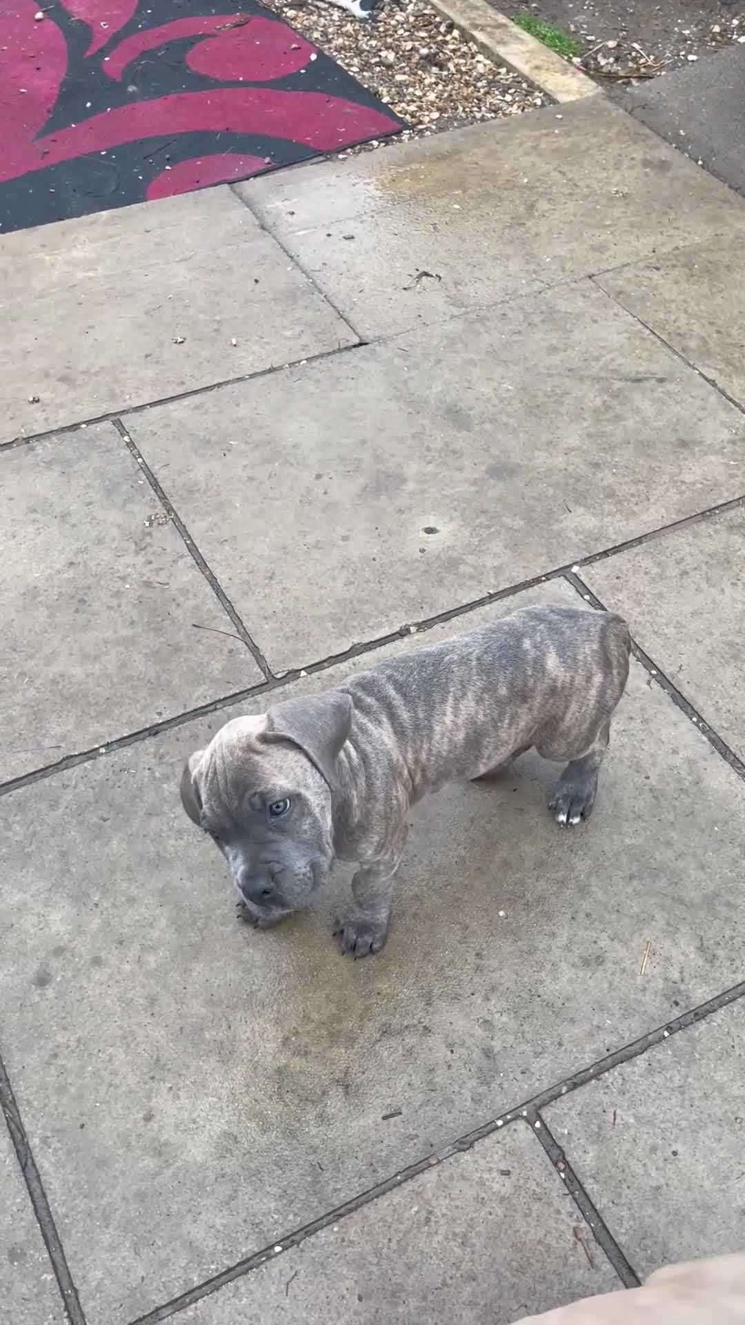 Cane Corso dogs for sale: Cane corso puppies 10 weeks old - Video 1