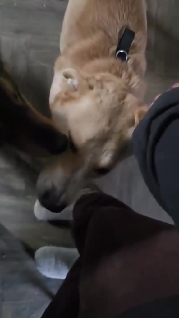 Mixed Breed dogs for adoption: Barney for adoption - Video 1