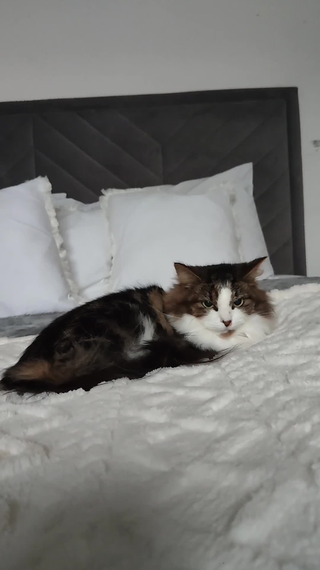 Maine Coon cats for sale: Norwegian Forest Cat - Video 1