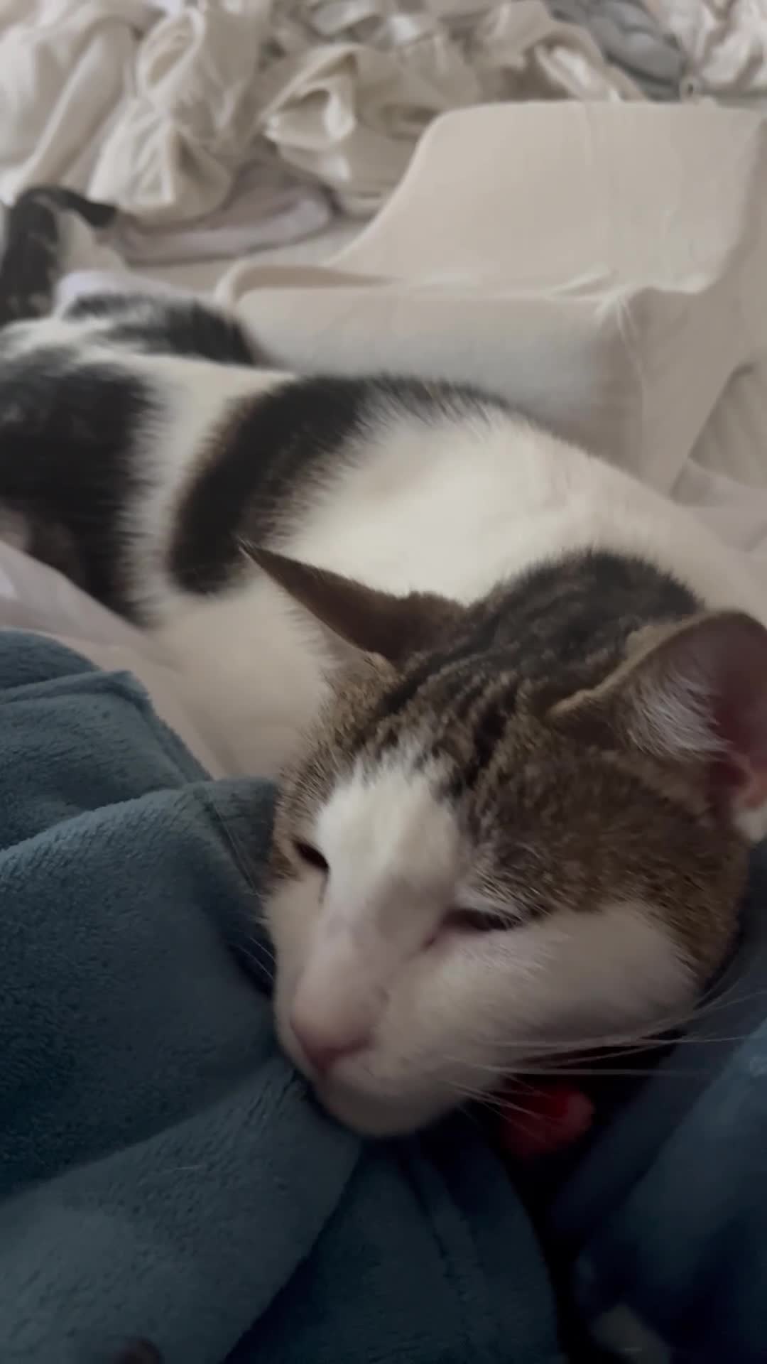 Domestic Shorthair cats for sale: Adorable & Affectionate 5yrs White & Tabby boy - Video 1