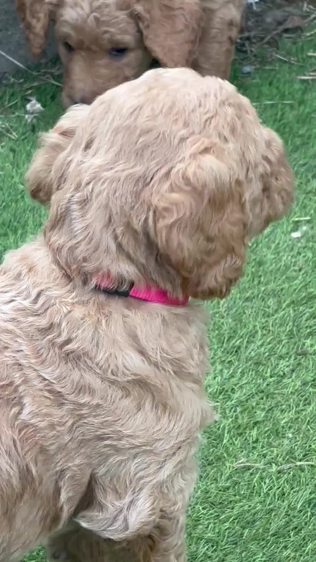 Double Doodle dogs for sale: Beautiful double/golden doodles from family pet - Video 2