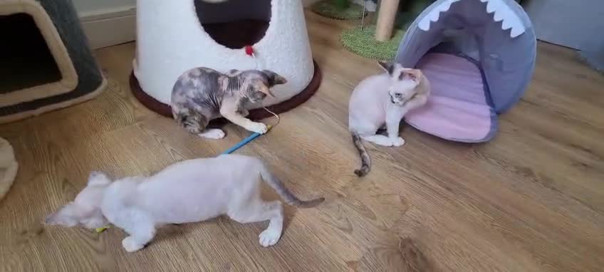 Devon Rex cats for sale: Devon Rex Kittens-Ready for Their Forever Homes! - Video 2