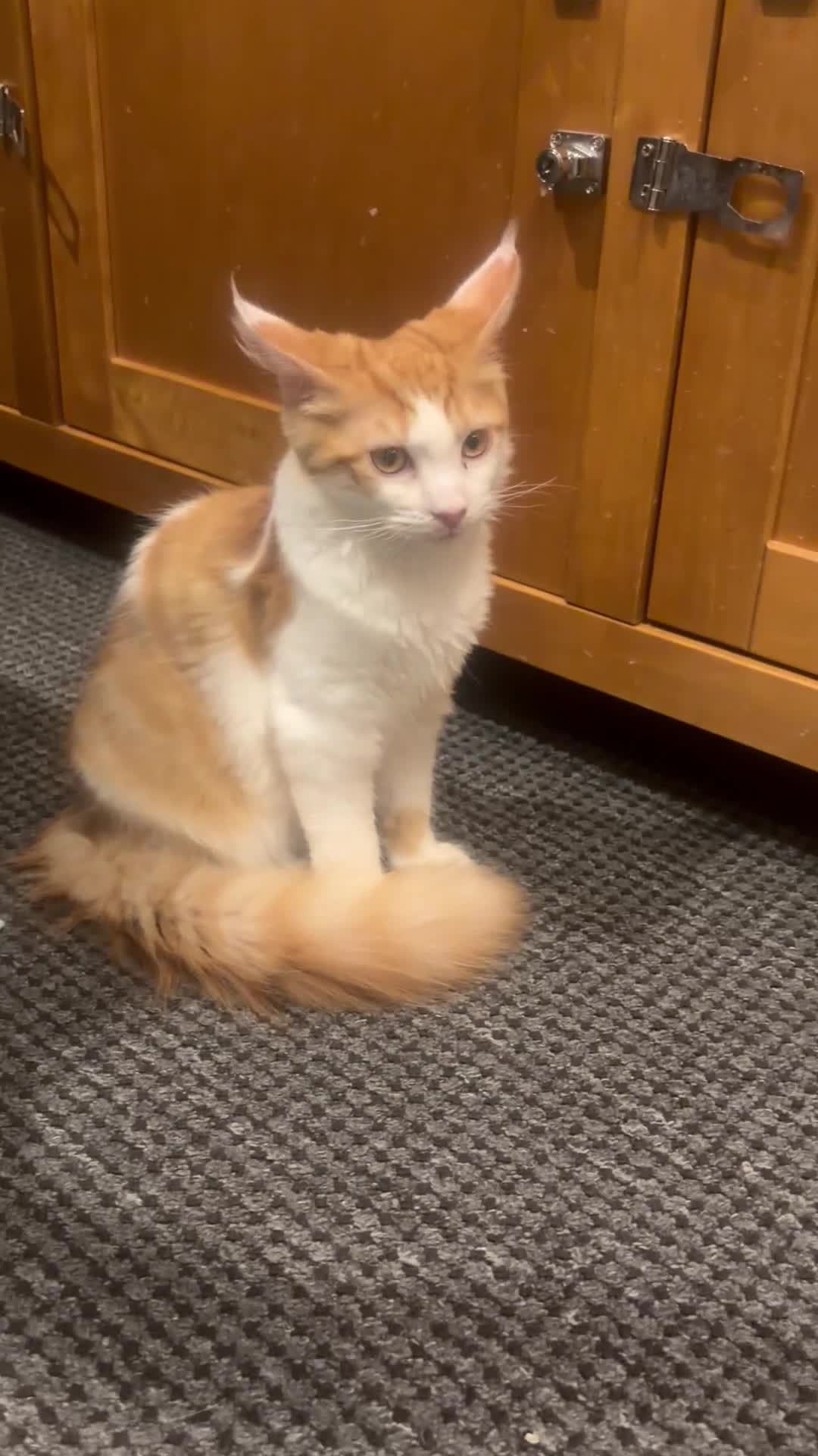 Mixed Breed cats for sale: 3 kitten rehoming - Video 2