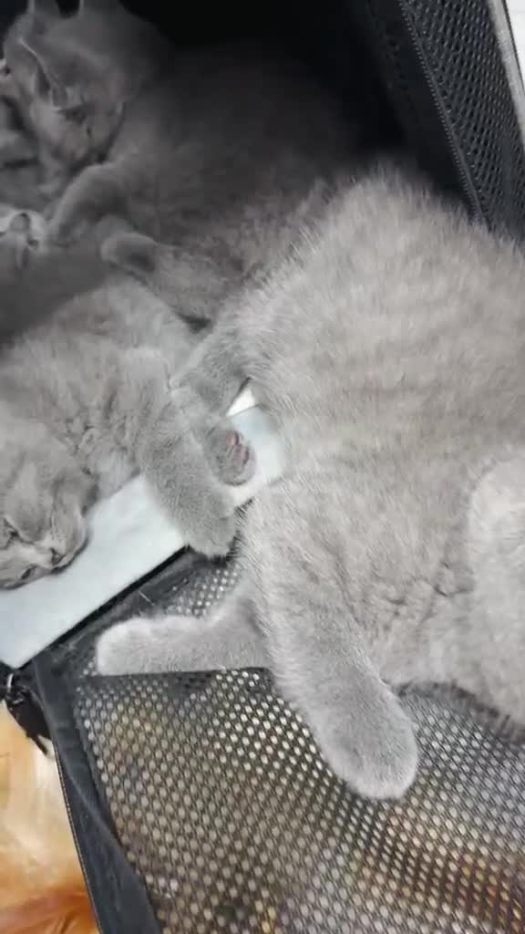 British Shorthair cats for sale: 💐British Shorthair Kittens (Blue)💐 - Video 1