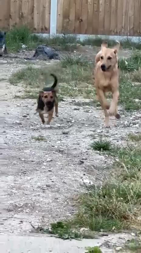 Mixed Breed dogs for sale: Nala  in Basingstoke - Video 2