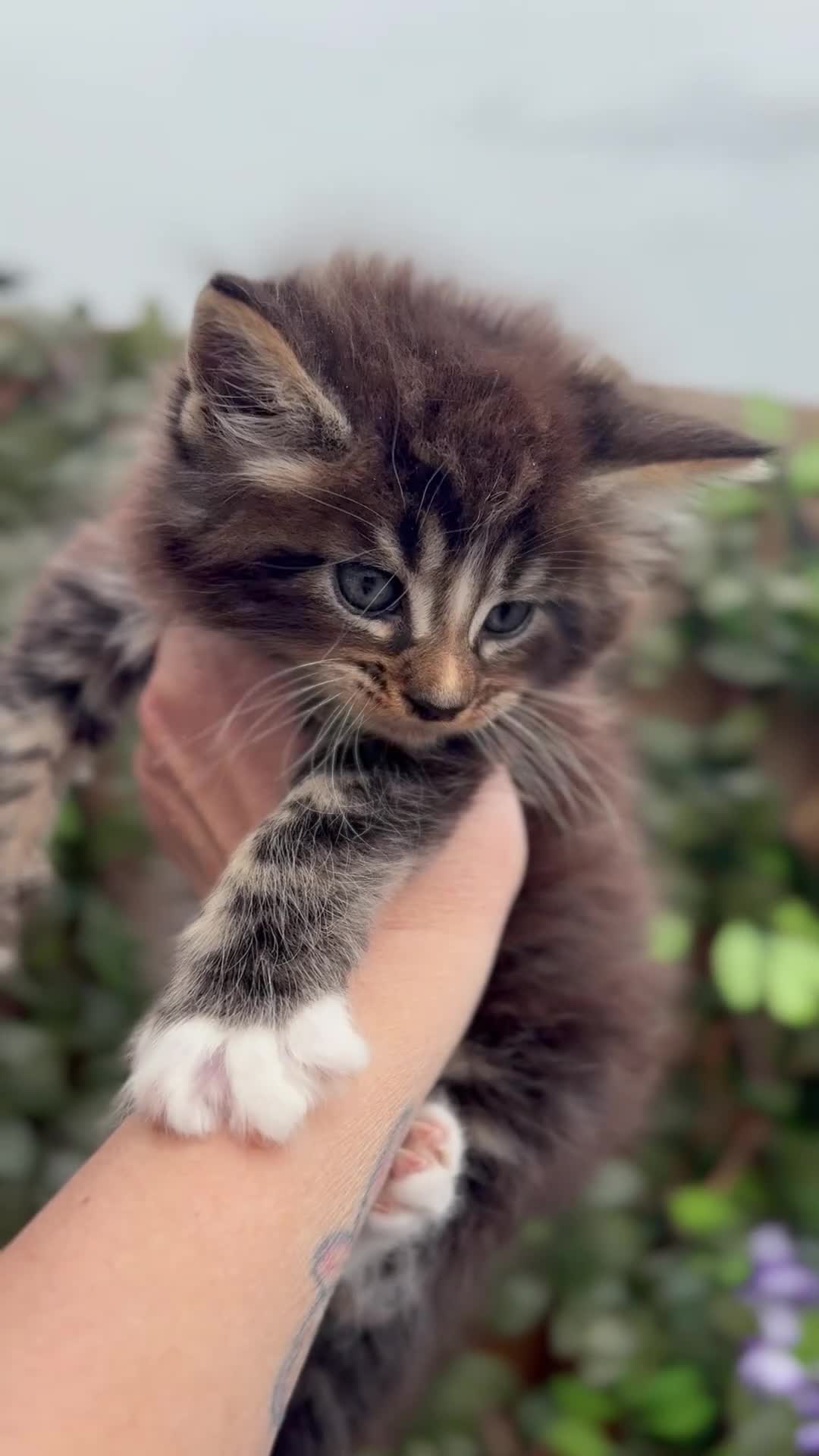 Maine Coon cats for sale: Stunning pedigree long coated Mainecoons  - Video 4
