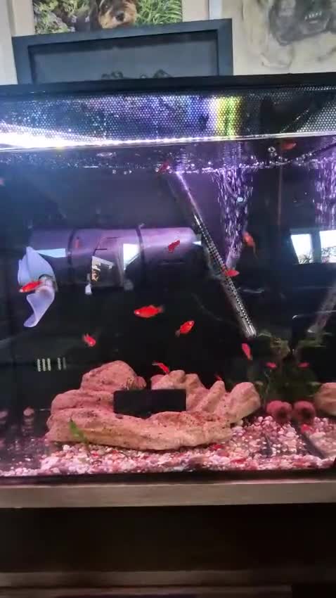 Platies fish for sale: Home bred Platies for sale.  - Video 1