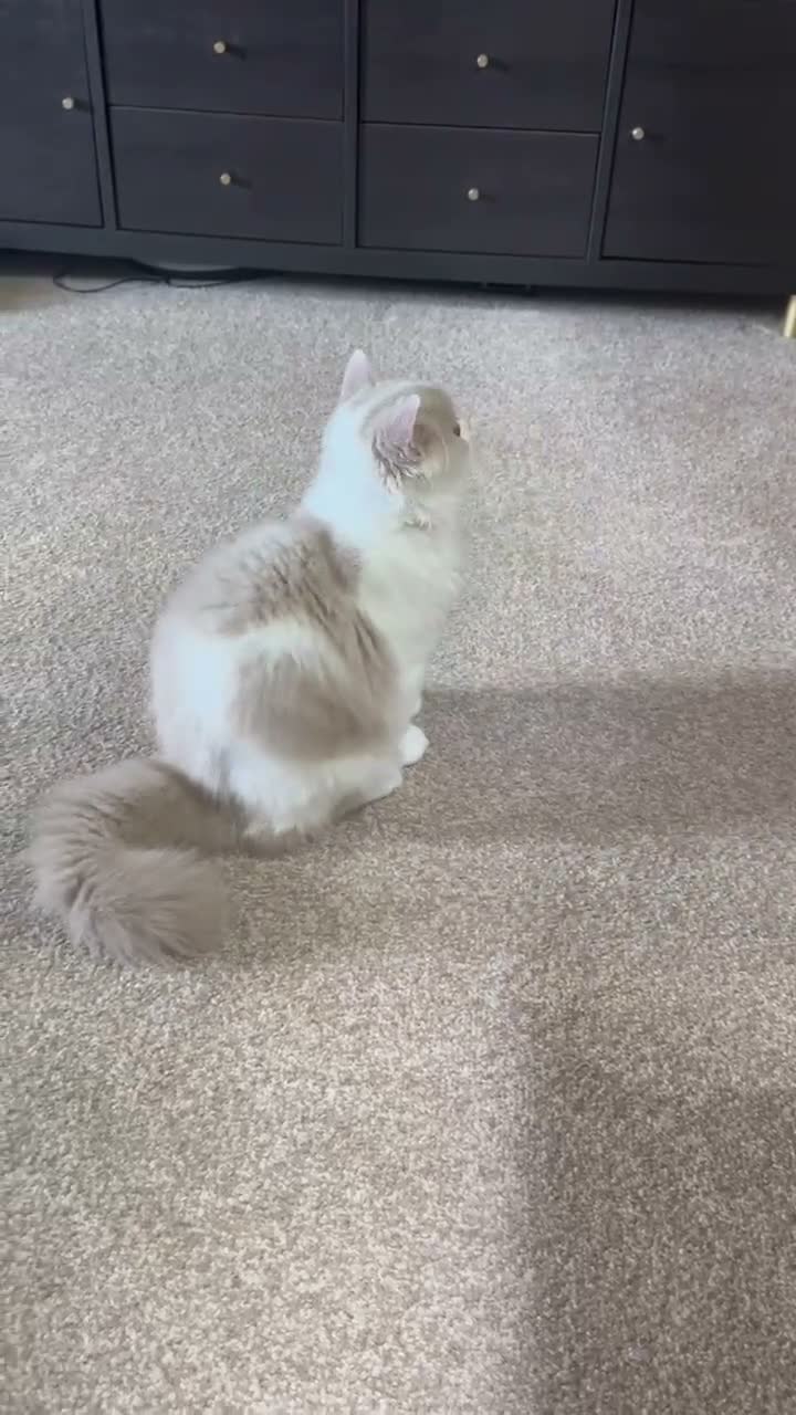 British Longhair cats for sale: Fawn and white British longhair male  - Video 2