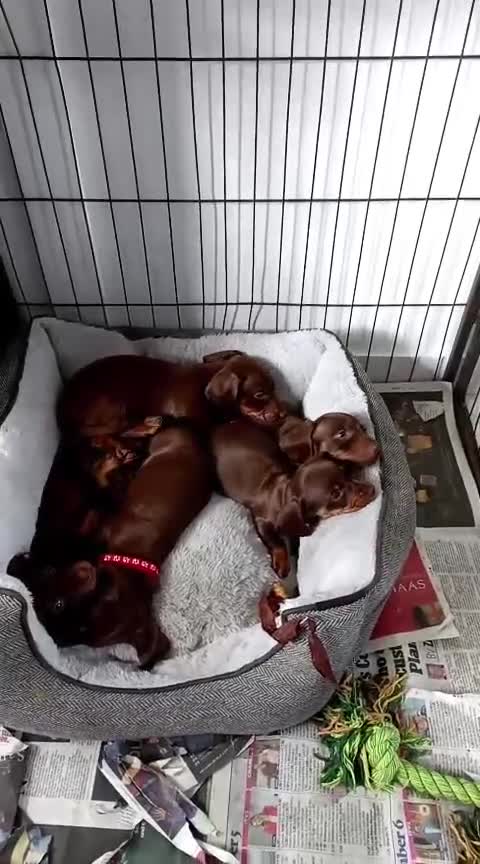 Miniature Dachshund dogs for sale: Miniature Chocolate & Tan dachshund  - Video 3