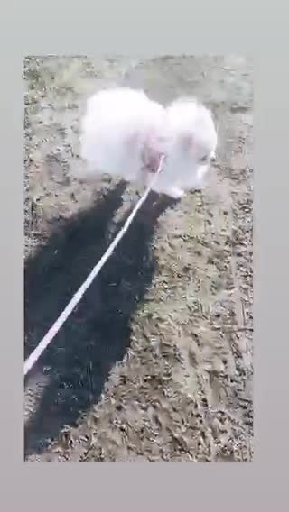 Pomeranian dogs for stud: Chaio Li Ya top champion lines stud dog kc reg in Ferryhill - Video 1