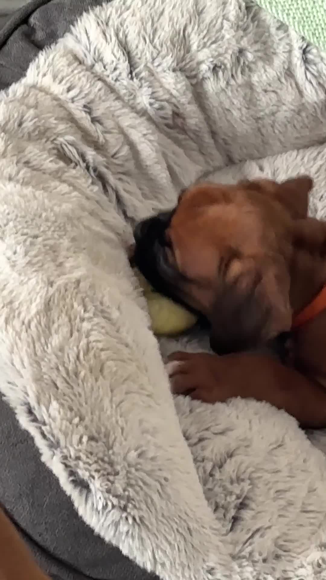 Boxer dogs for sale: Beautiful RED - with BLACK MASK-long tail  - Video 2