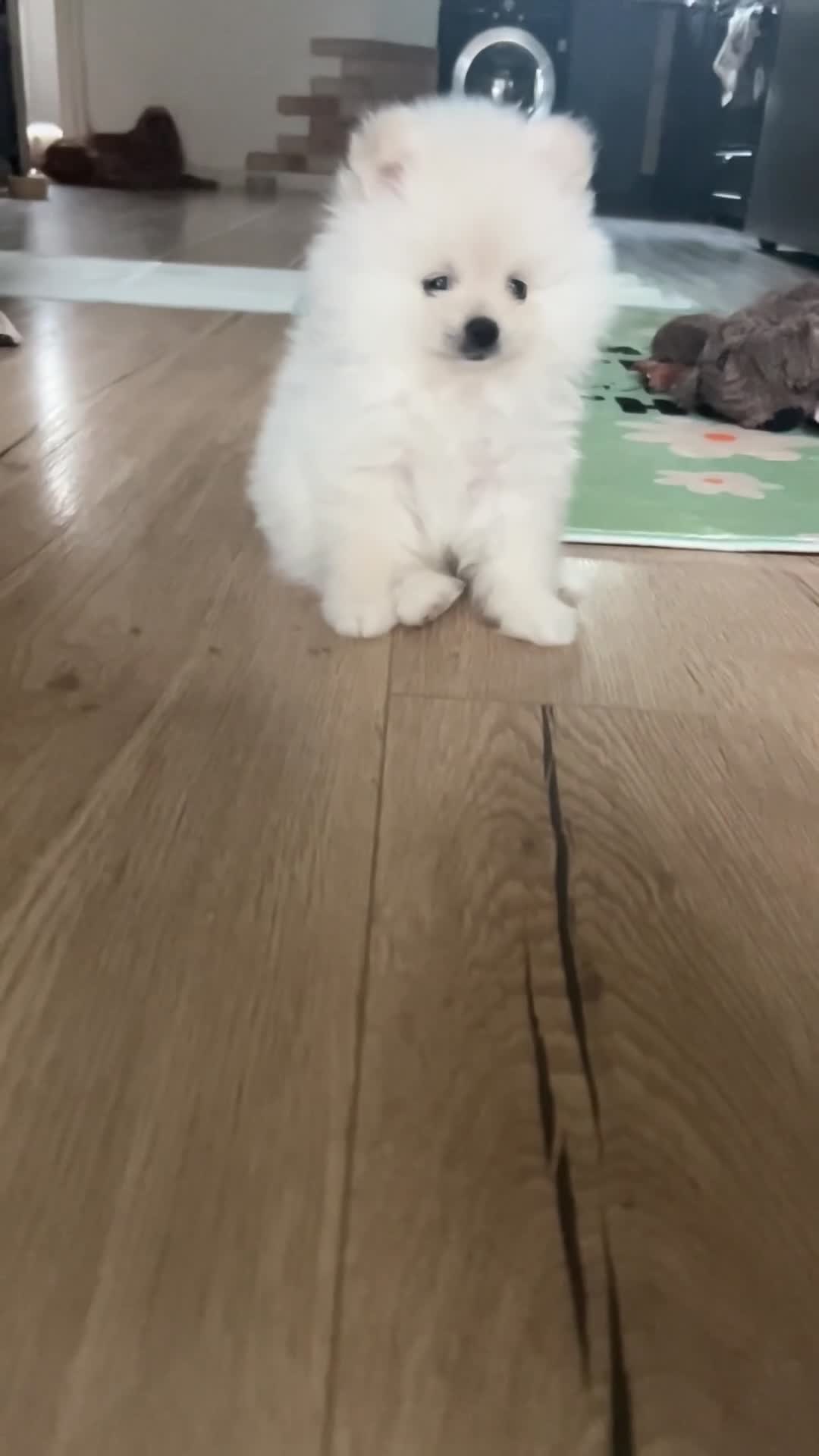 Pomeranian dogs for sale: Adorable White Teddy-Bear Pom Puppies! - Video 3
