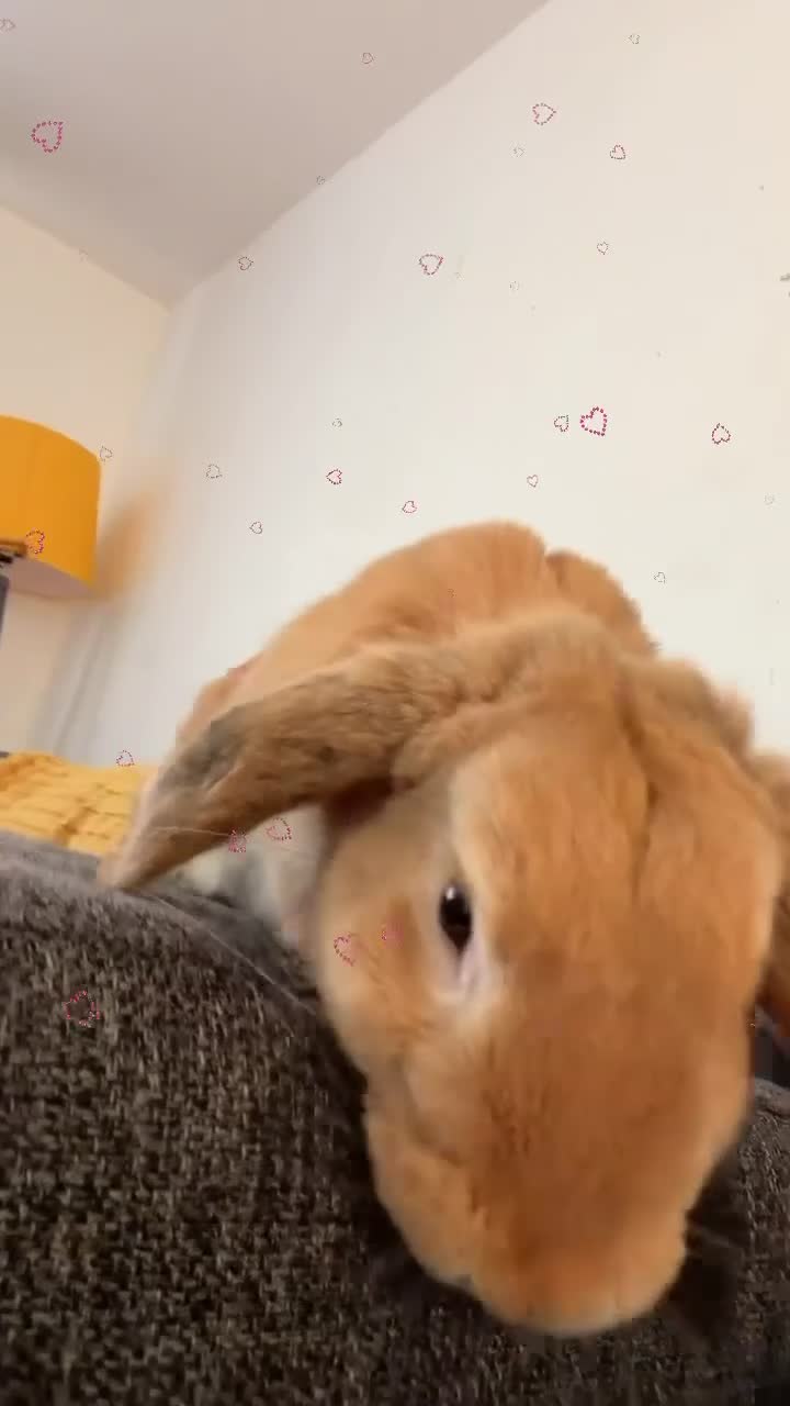 Mixed Breed rabbits for sale: 7 month old indoor male rabbit Thor in Hemel Hempstead - Video 2