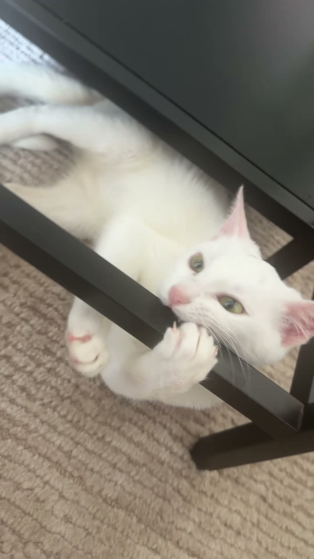 Arabian Mau cats for sale: Disabled Arabian mau kitten from Dubai  - Video 2