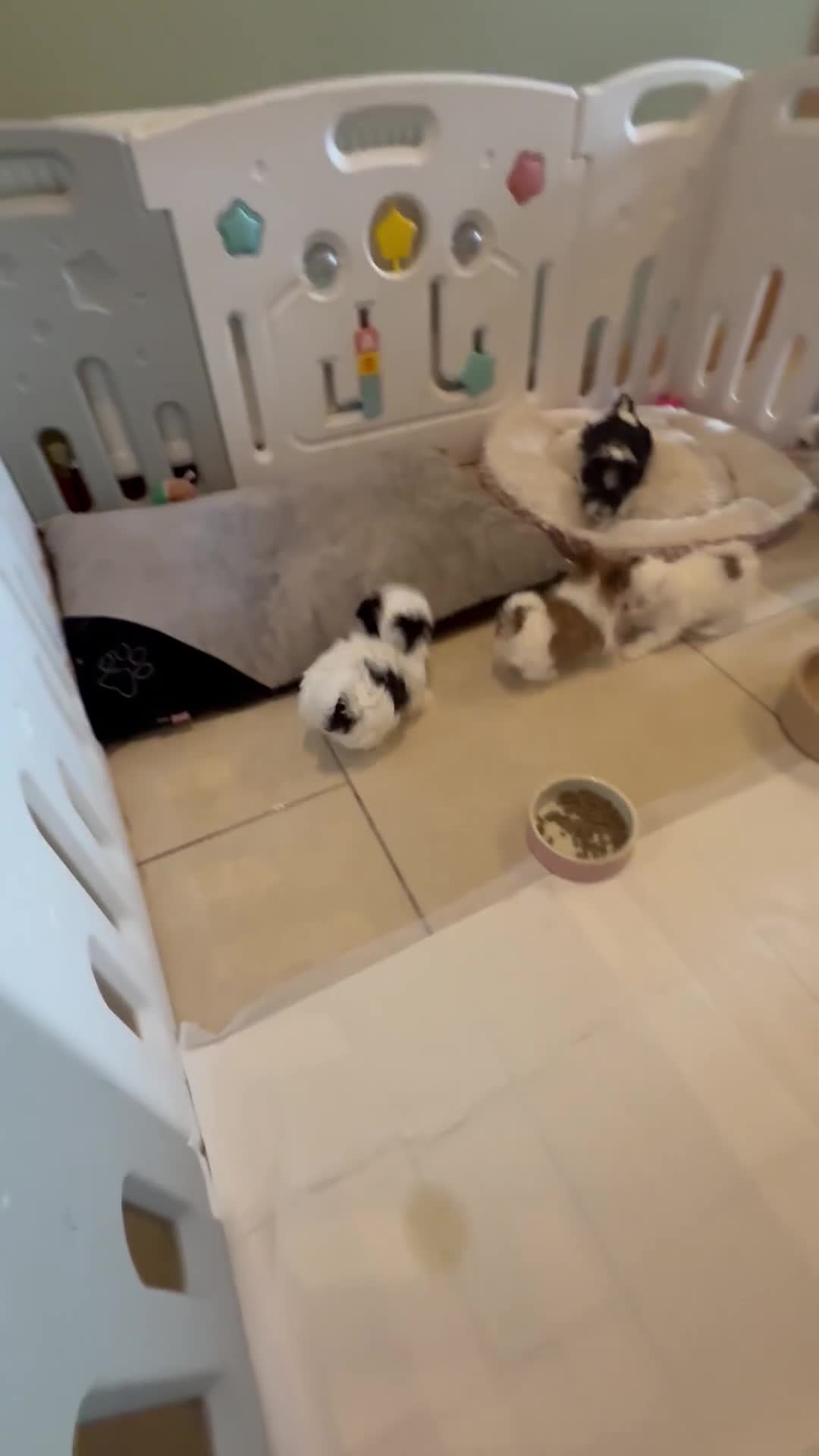 Morkie dogs for sale: RARE Tiny Toy Morkie Puppies (Maltese x Yorkie) - Video 1