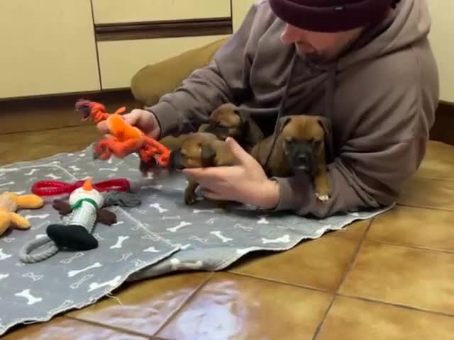 Staffordshire Bull Terrier dogs for sale: 7 Red Staffordshire Bull Terrier pups  - Video 2