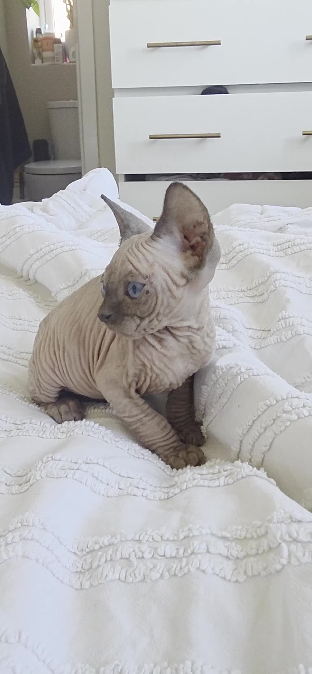 Sphynx cats for sale: Stunning Male Sphynx Kittens. Ready now! in Telford - Video 1