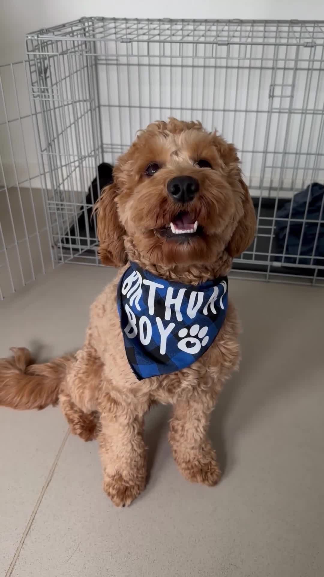 Cockapoo dogs for sale: F1 Cockapoo puppies  - Video 1