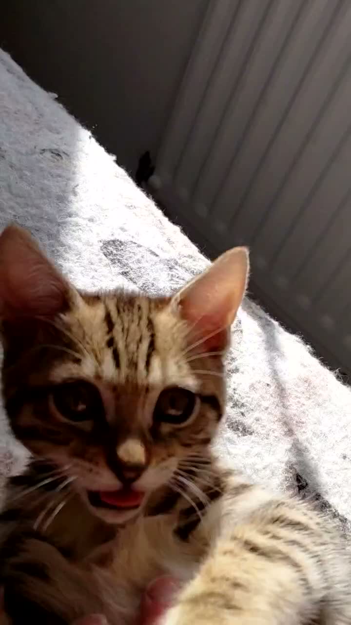 Bengal cats for sale: Pure Bengal kittens for sale - Video 1