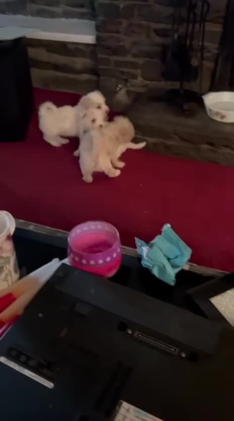 Mixed Breed dogs for sale:  Cavapoochon   - Video 1