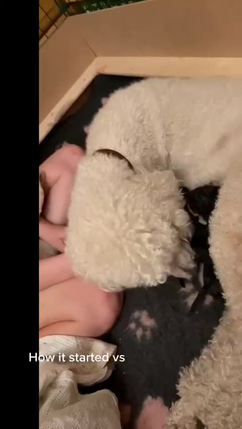 Standard Poodle dogs for sale: Silver & blue KC registered Standard Poodle Boys - Video 3