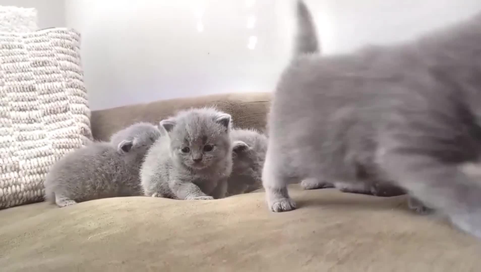 British Shorthair cats for sale: GCCF Registered British Shorthair kittens  - Video 2