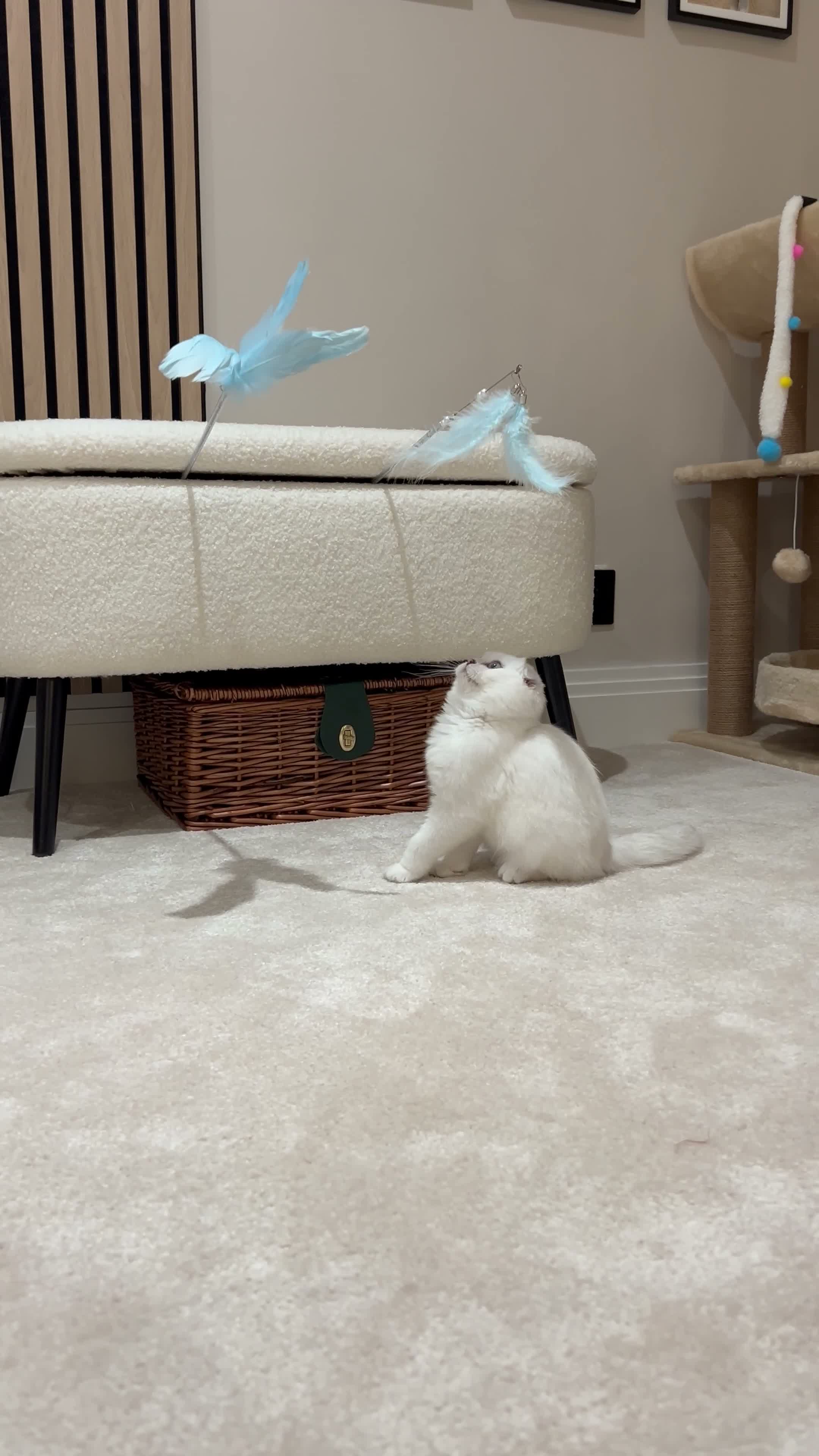 Scottish Fold cats for sale: White Scottish Fold Blue eyes - Video 1