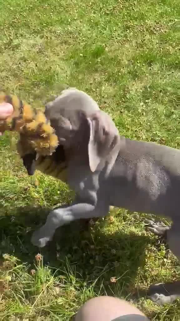 Weimaraner dogs for sale: KC Registered Weimaraner puppies for sale - Video 3