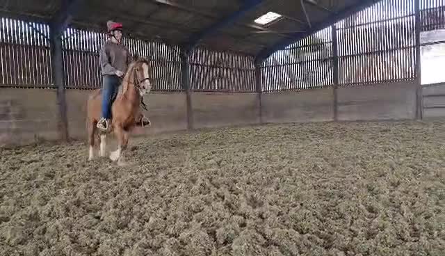 Other Breed horses for sale: Stunning Welsh X chunky gelding  - Video 1