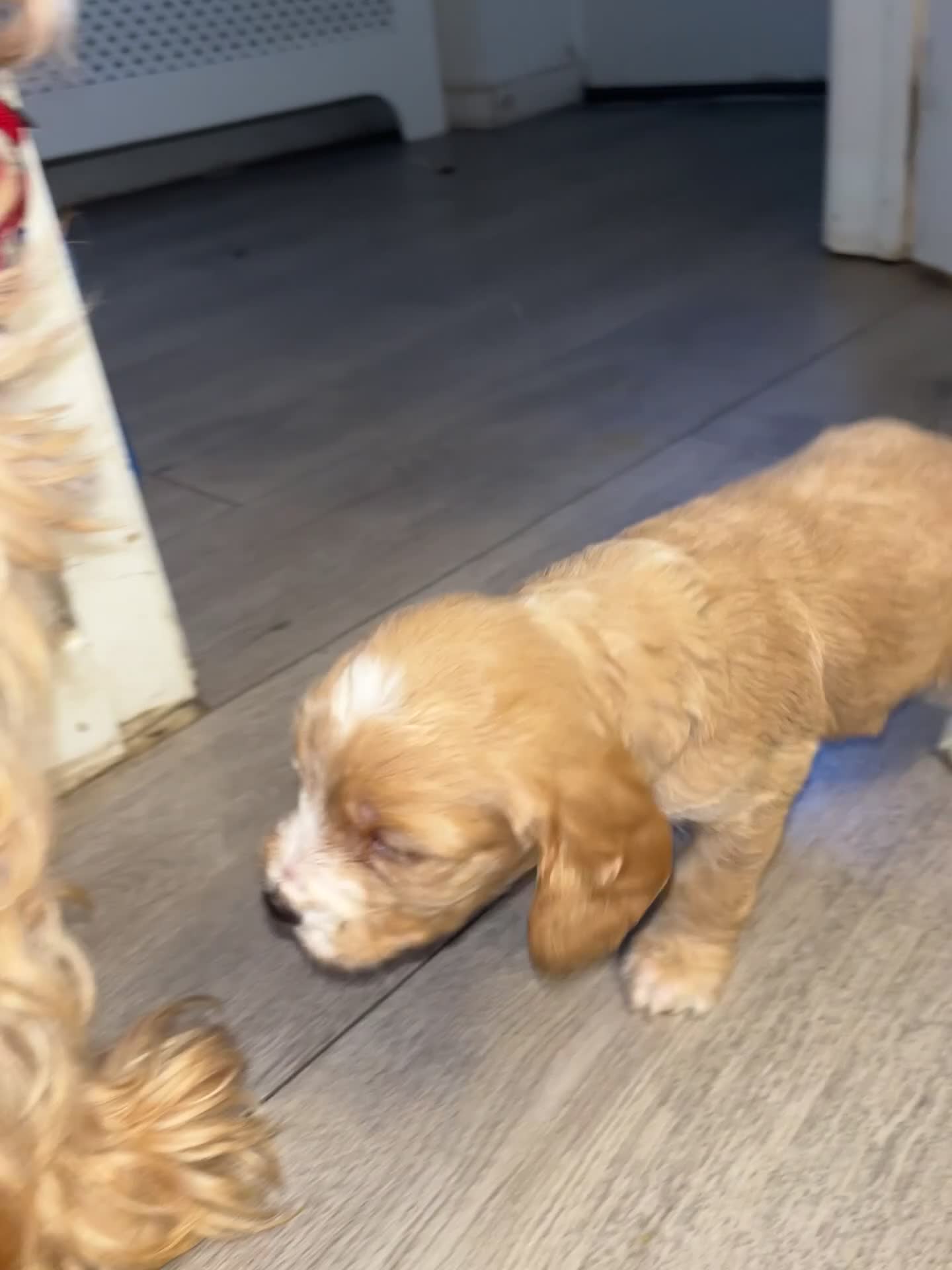 Cockapoo dogs for sale: Cockapoo puppies  - Video 1