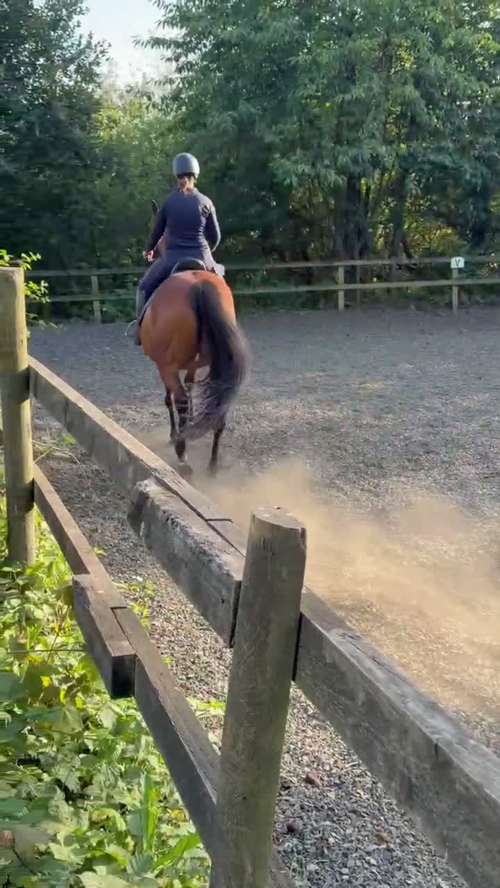 Irish Thoroughbred horses for sale: TB gelding for sale in Bolton - Video 2