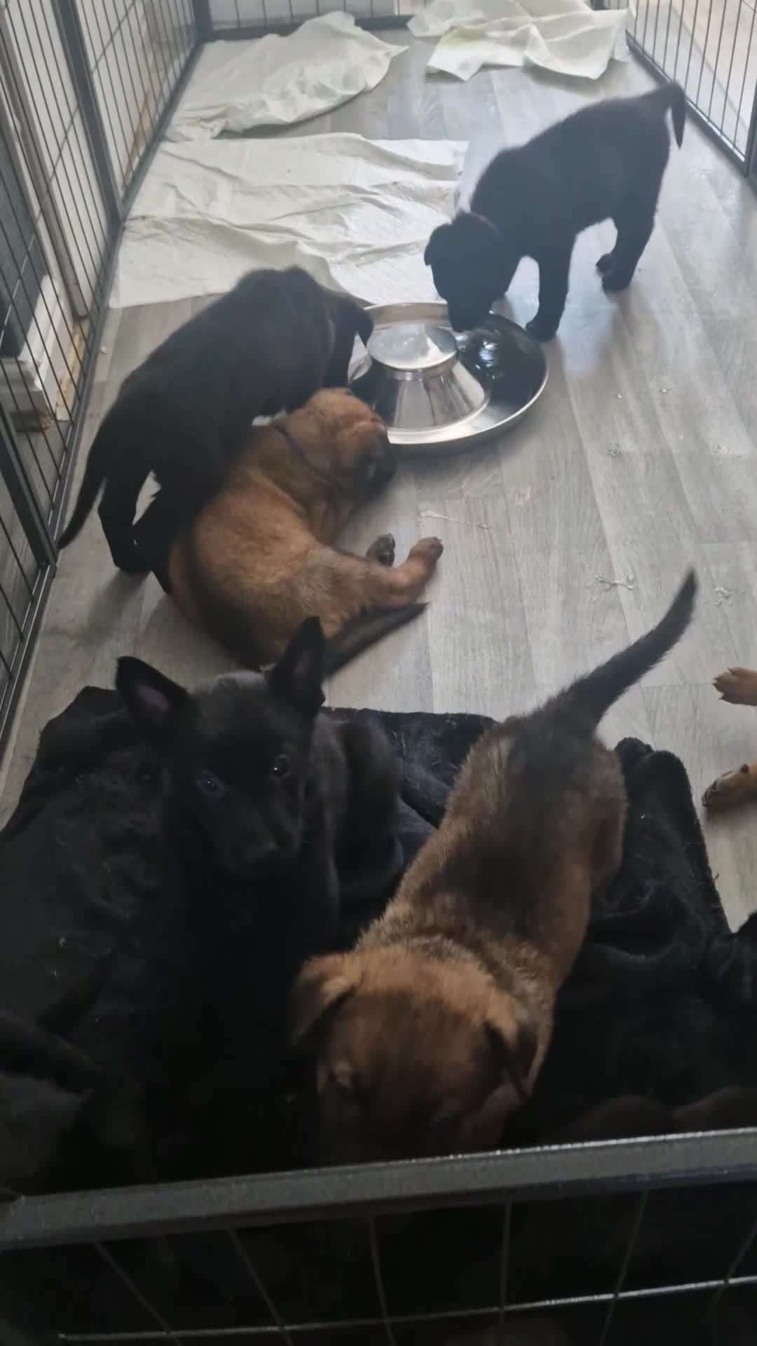 German Shepherd dogs for sale: READY NOW 🐶 GERMAN SHEPHERD PUPPIES  - Video 2