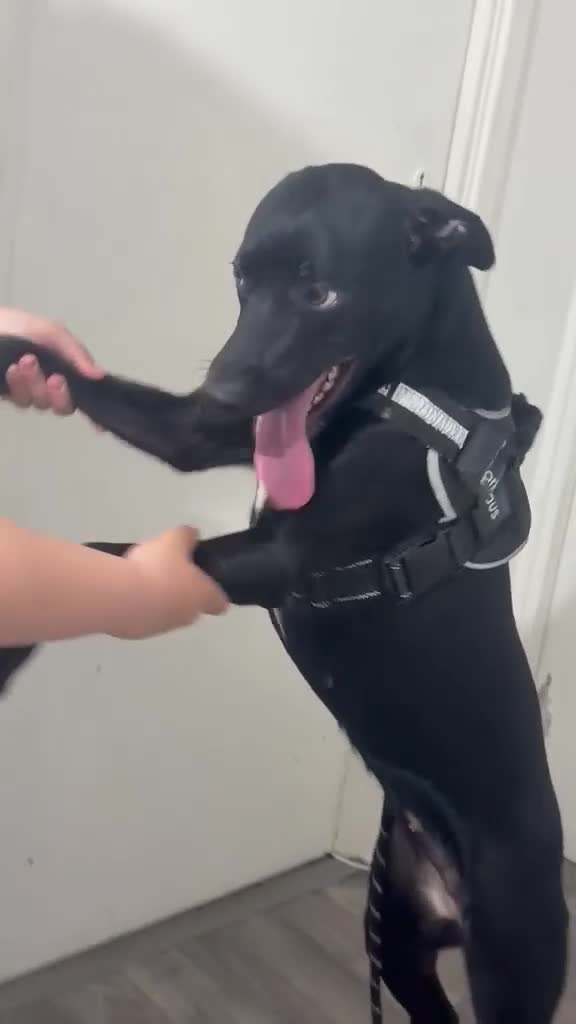 Labrador Retriever dogs for sale: Maggie Labrador mix collie in Waltham Cross - Video 1