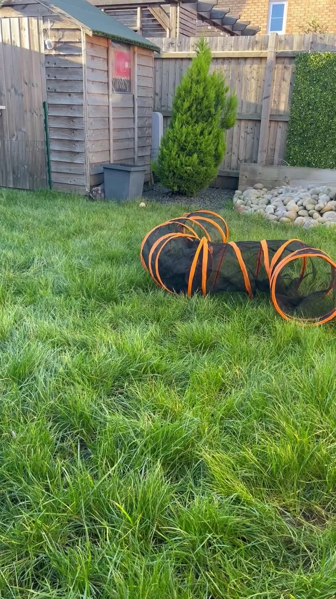 Mini Lop rabbits for sale: Bonded Mini Lop Bunnies Looking for a Loving Home - Video 1