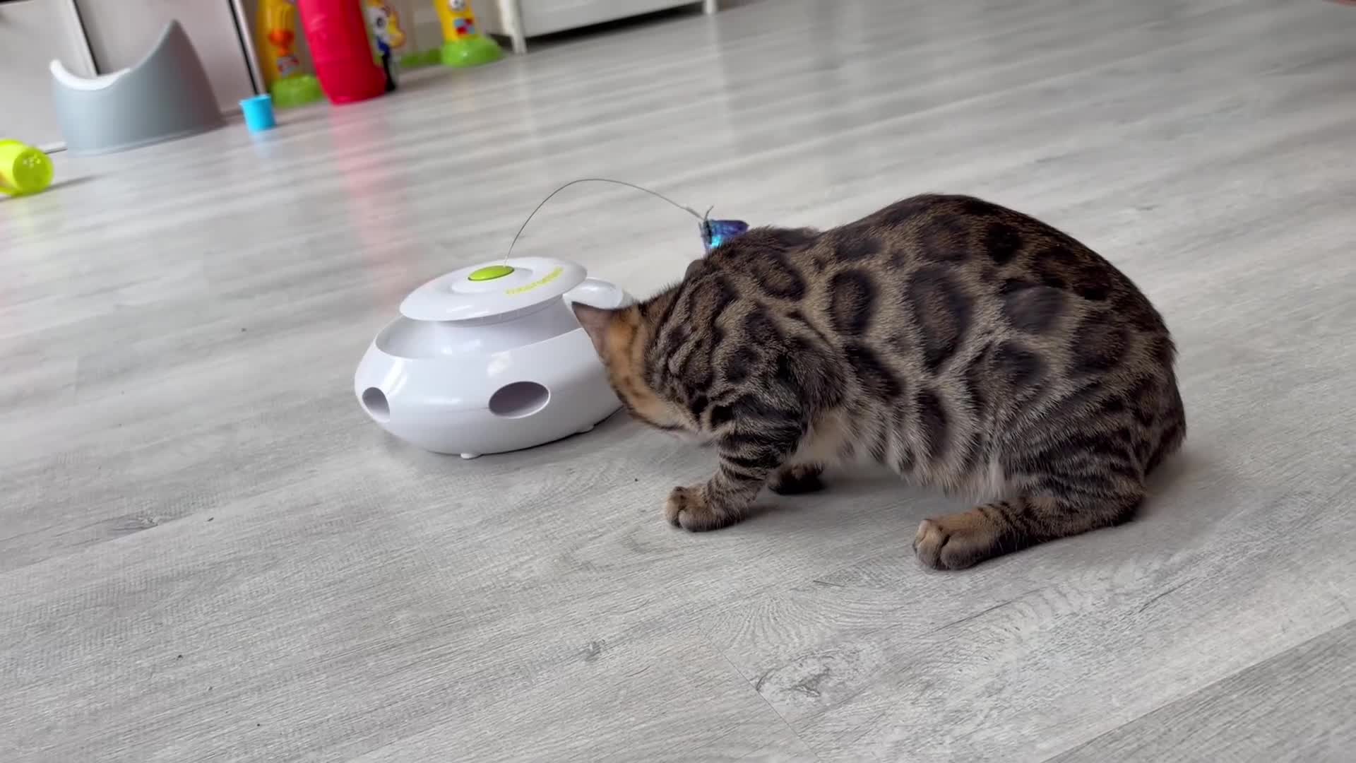 Bengal cats for sale: - Brown & Silver Bengals—Experienced Homes Only - Video 2