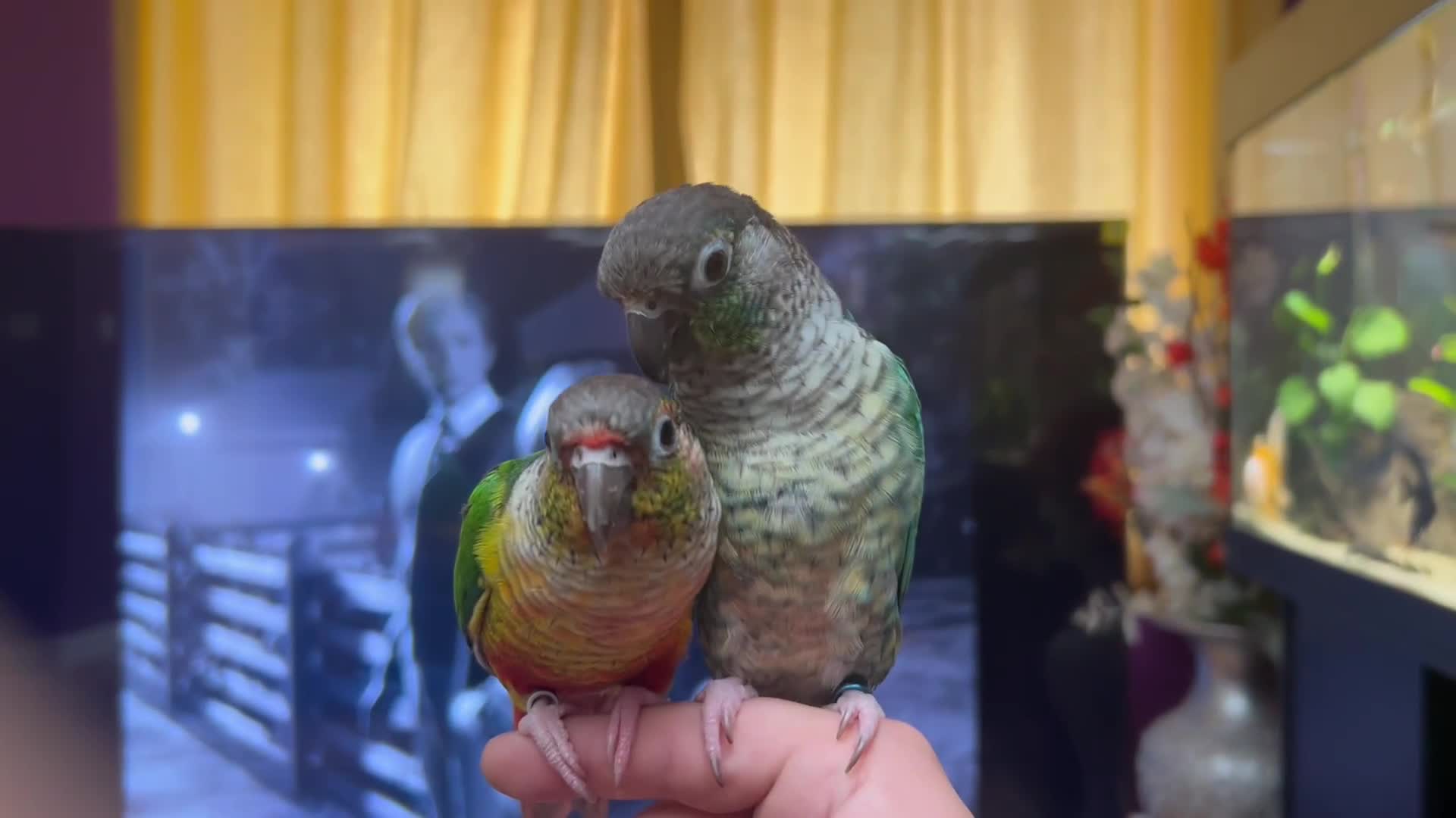 Conures birds for sale: Green cheek conures tame pair - Video 1