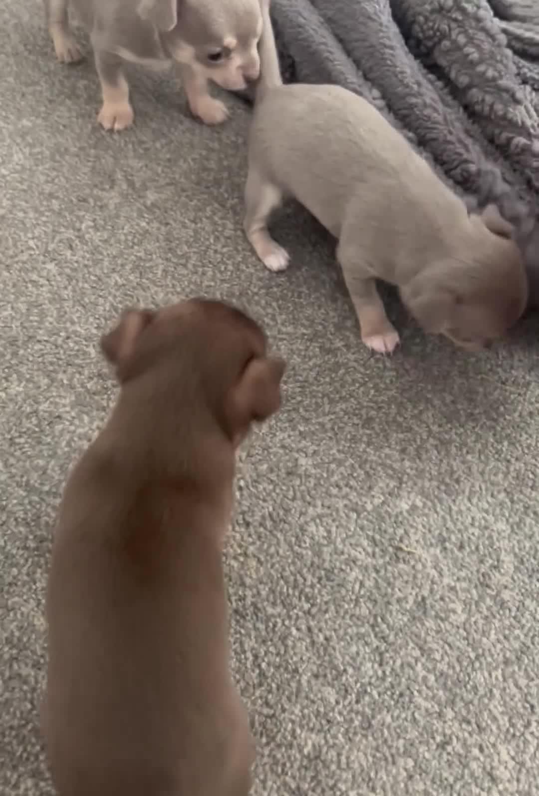 Chihuahua dogs for sale: Adorable Chihuahua Puppies, Loving Temperaments 🐾 in Leatherhead - Video 2