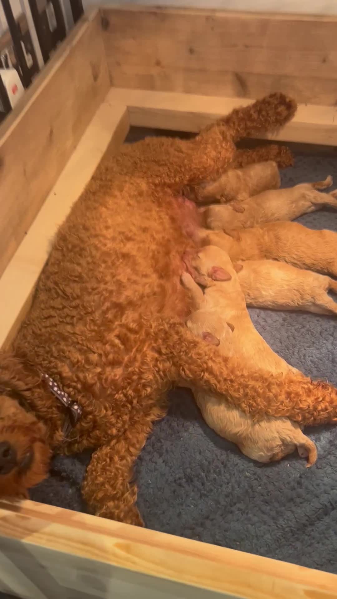 Cavapoo dogs for sale: Cavapoo Puppies for Sale - Video 2