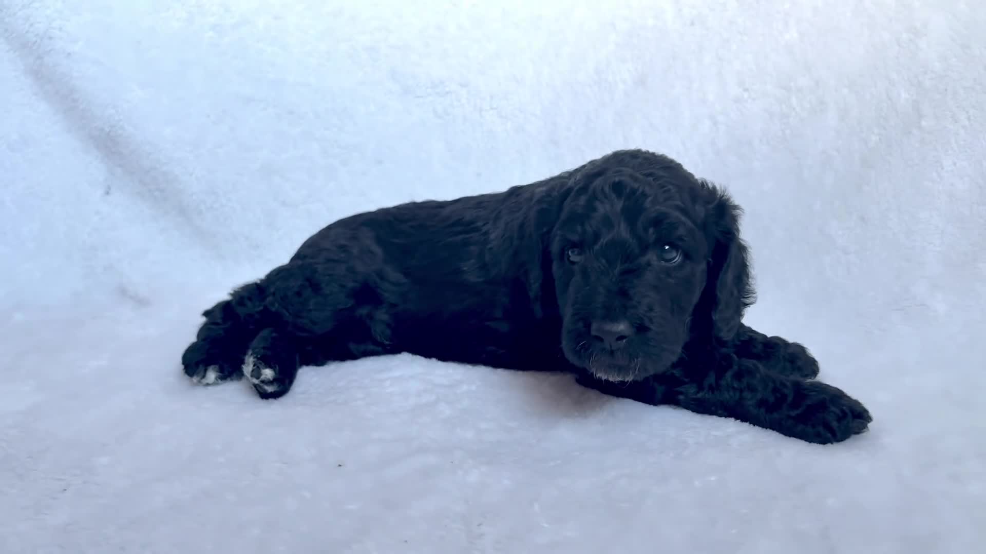 Goldendoodle dogs for sale: Gorgeous Double Doodle Boys - Video 1