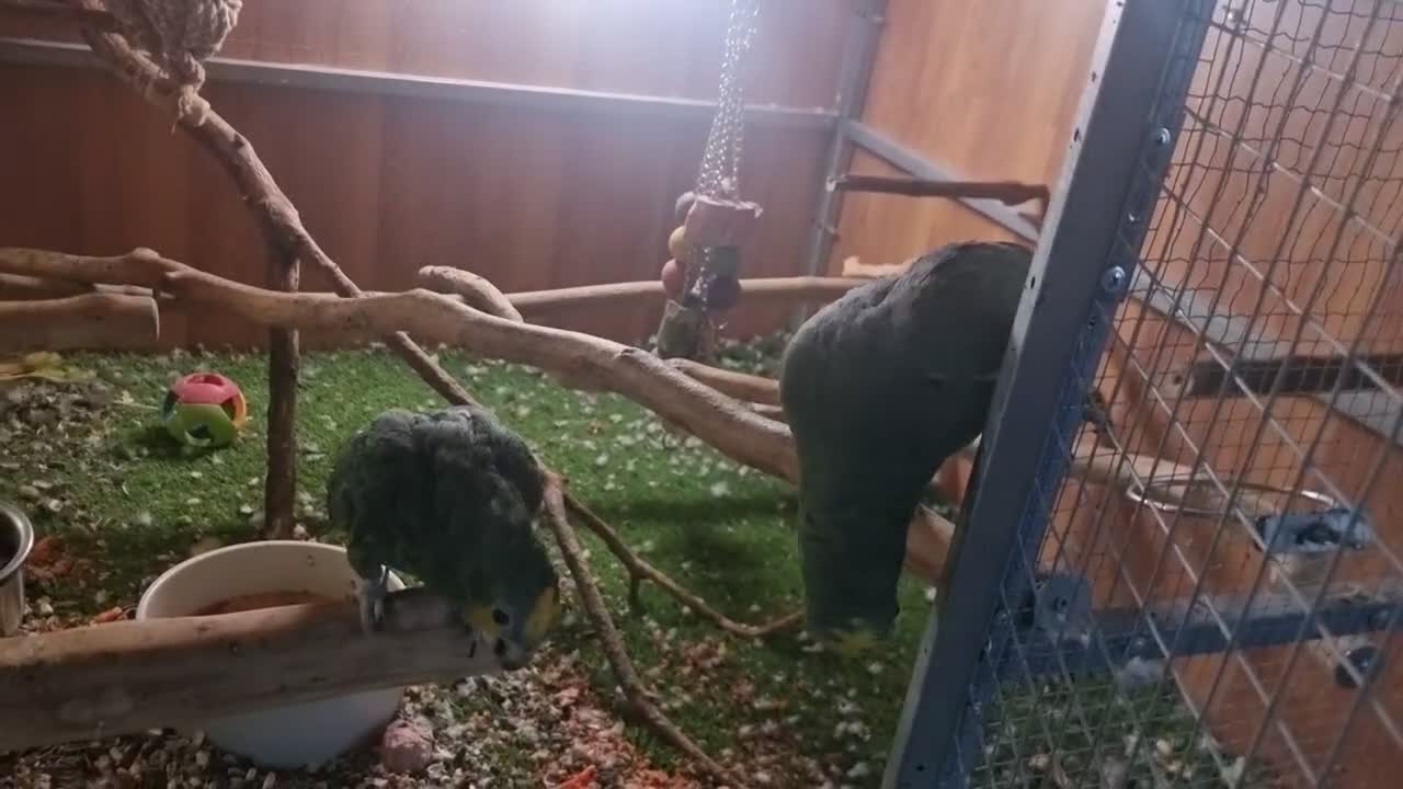 Parrots birds for sale: Paired Amazon Parots - Video 1