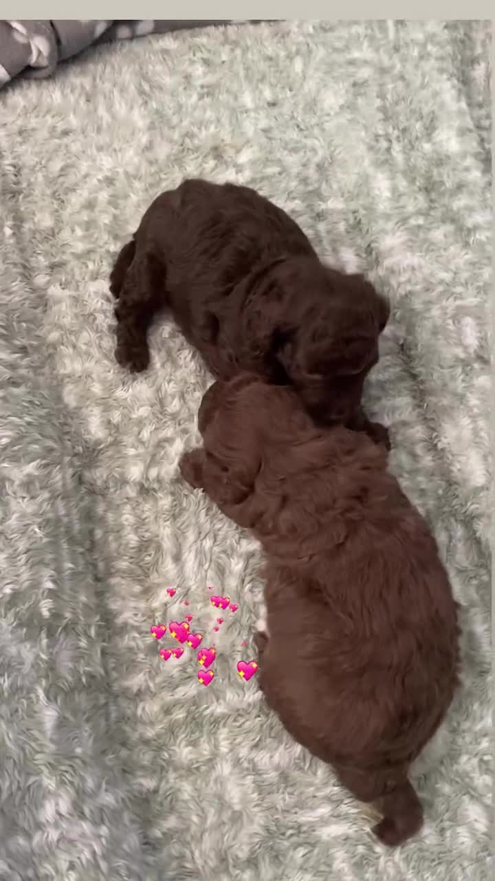 Cavapoo dogs for sale: Beautiful F1b Cavapoo girl  - Video 4