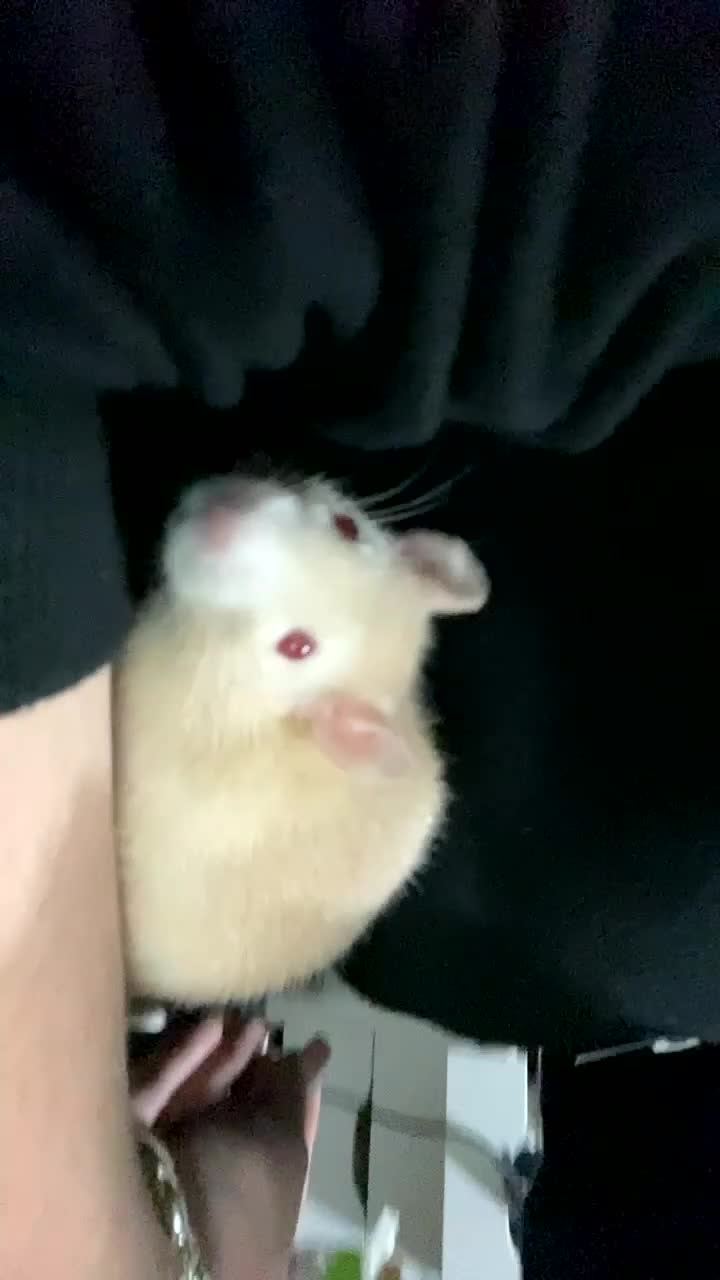 Rat rodents for sale: Albino rats  - Video 2